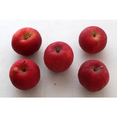 ヒムロスギのクリスマスリースキット【切花】【クリスマスリース　手作りキット】【資材】【生花】フラワー リース　ヒムロ杉 クリスマスリース 材料 |  | 03