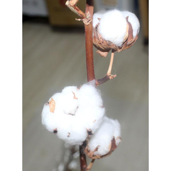 綿の木　コットンフラワー 切花 クリスマスリース スワッグ　資材　生花　ドライフラワー  フラワーデザイン | 