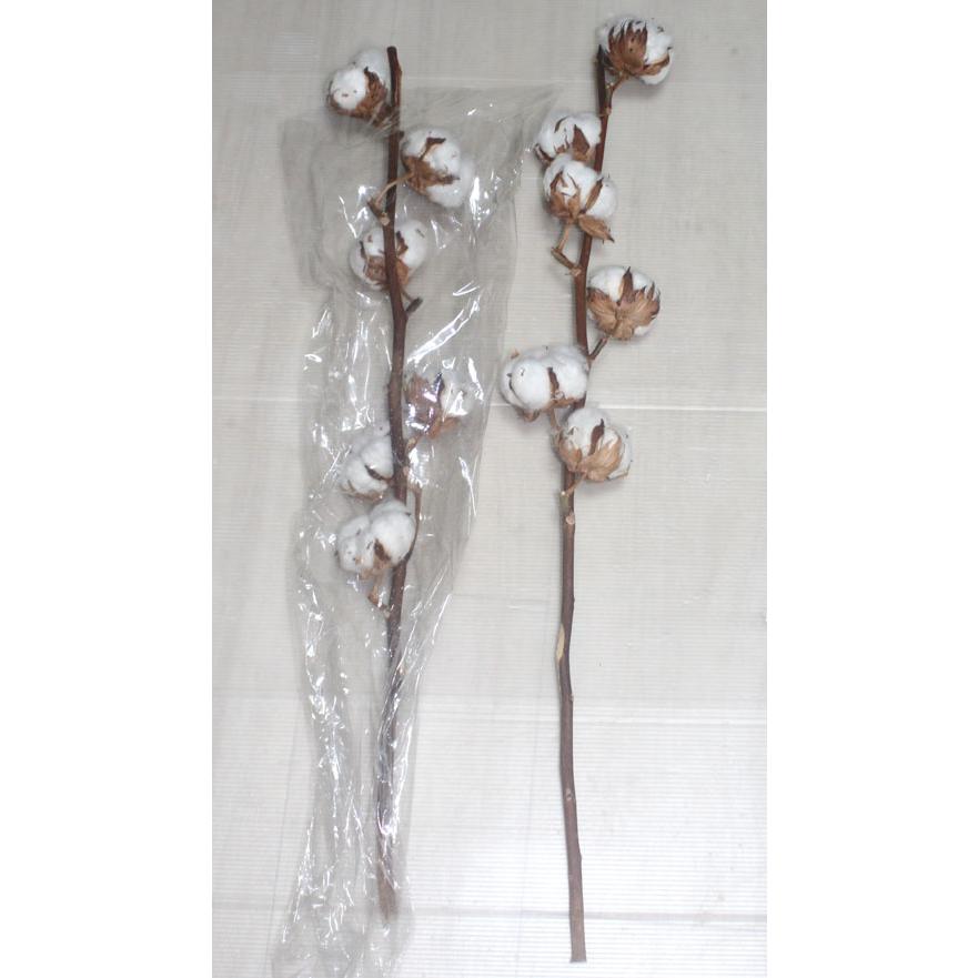 綿の木　コットンフラワー 切花 クリスマスリース スワッグ　資材　生花　ドライフラワー  フラワーデザイン |  | 01