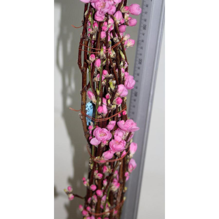 桃の花 枝もの　１把 　切花 生花 ひなまつり 雛祭 | 