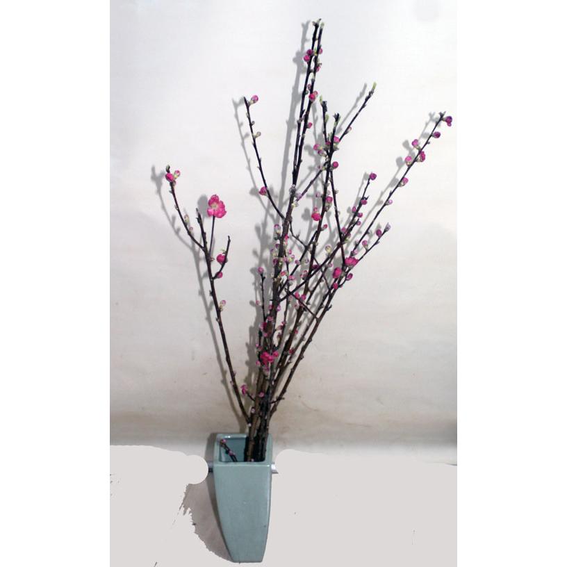 桃の花 枝もの　１把 　切花 生花 ひなまつり 雛祭 |  | 02