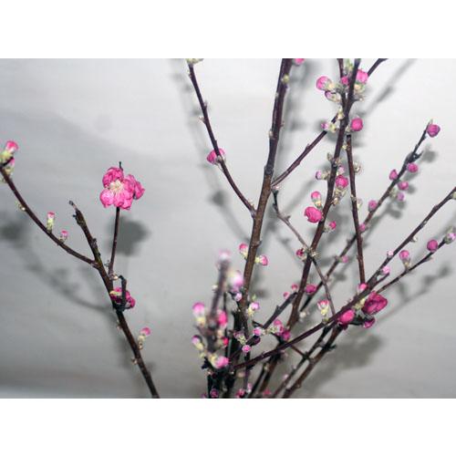 桃の花 枝もの　１把 　切花 生花 ひなまつり 雛祭 |  | 03