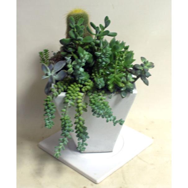 多肉植物とサボテンの寄せ植え　白の陶器鉢　鉢花　観葉植物【あす楽】　開店祝い　誕生日【限定付送料無料】 | 