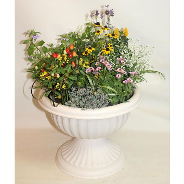 爽やかな季節の寄せ植え 鉢花  大鉢  栽培キット プレゼント  誕生日 ガーデニング 寄せ植え フラワーギフト 花の贈り物 誕生日 開店祝い |  | 02