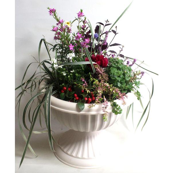 爽やかな季節の寄せ植え 鉢花  大鉢  栽培キット プレゼント  誕生日 ガーデニング 寄せ植え フラワーギフト 花の贈り物 誕生日 開店祝い |  | 04