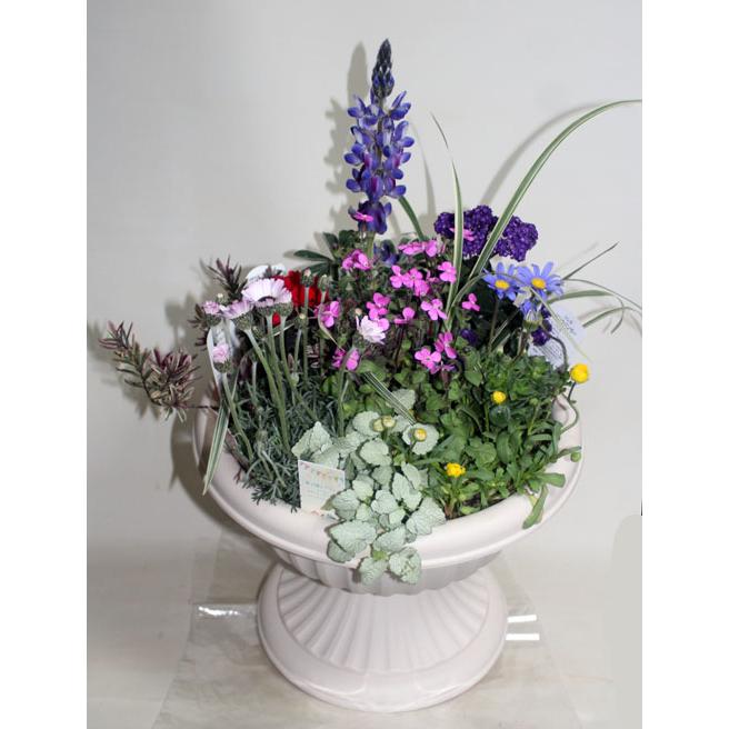 爽やかな季節の寄せ植え 鉢花  大鉢  栽培キット プレゼント  誕生日 ガーデニング 寄せ植え フラワーギフト 花の贈り物 誕生日 開店祝い |  | 05