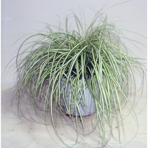 斑入りベアーグラス　カレックス　オシメンテス　観葉植物　花苗　鉢花　寄せ植え【地域限定送料無料】あすつく |  | 01