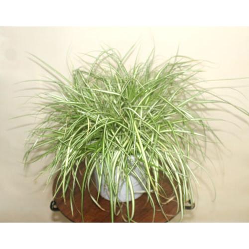 斑入りベアーグラス　カレックス　オシメンテス　観葉植物　花苗　鉢花　寄せ植え【地域限定送料無料】あすつく |  | 02