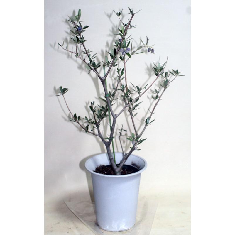 オリーブの木  コロネイキ    鉢花  観葉植物  グリーン【地域限定送料無料】あすつく |  | 01