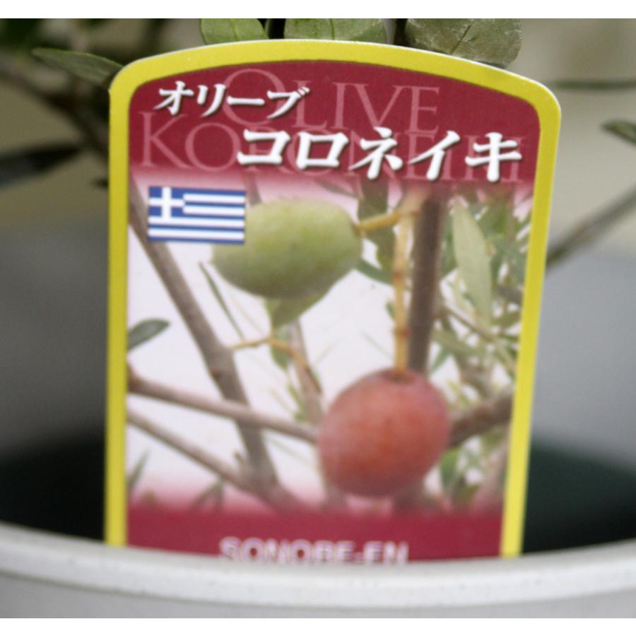 オリーブの木  コロネイキ    鉢花  観葉植物  グリーン【地域限定送料無料】あすつく |  | 02
