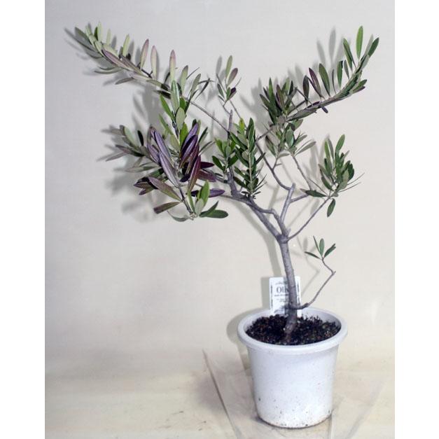 オリーブの木  ネバディブランコ  鉢花 観葉植物 【地域限定送料無料】あすつく | 