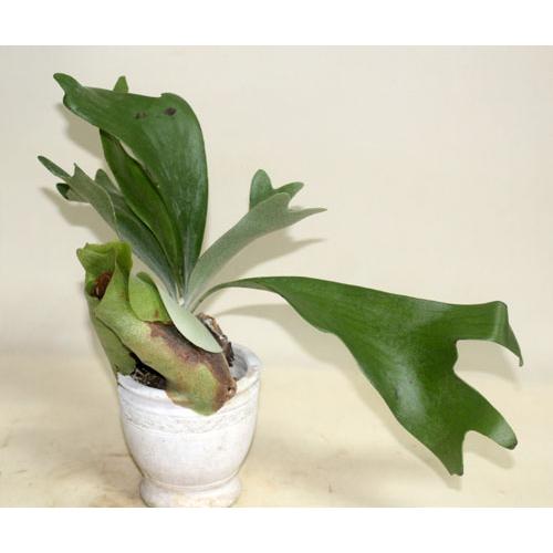 コウモリラン　化粧鉢入り　 ビカクシダ プラチセリウム 鉢花 観葉植物 　あすつく【地域限定付送料無料】 | 