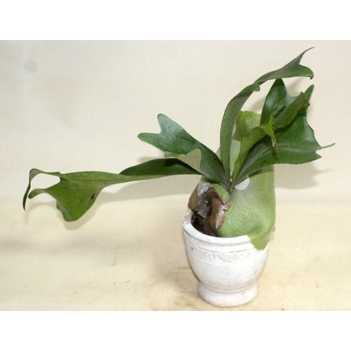 コウモリラン　化粧鉢入り　 ビカクシダ プラチセリウム 鉢花 観葉植物 　あすつく【地域限定付送料無料】 |  | 01