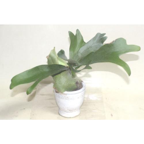 コウモリラン　化粧鉢入り　 ビカクシダ プラチセリウム 鉢花 観葉植物 　あすつく【地域限定付送料無料】 |  | 02