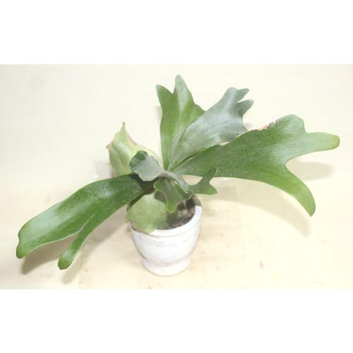 コウモリラン　化粧鉢入り　 ビカクシダ プラチセリウム 鉢花 観葉植物 　あすつく【地域限定付送料無料】 |  | 03