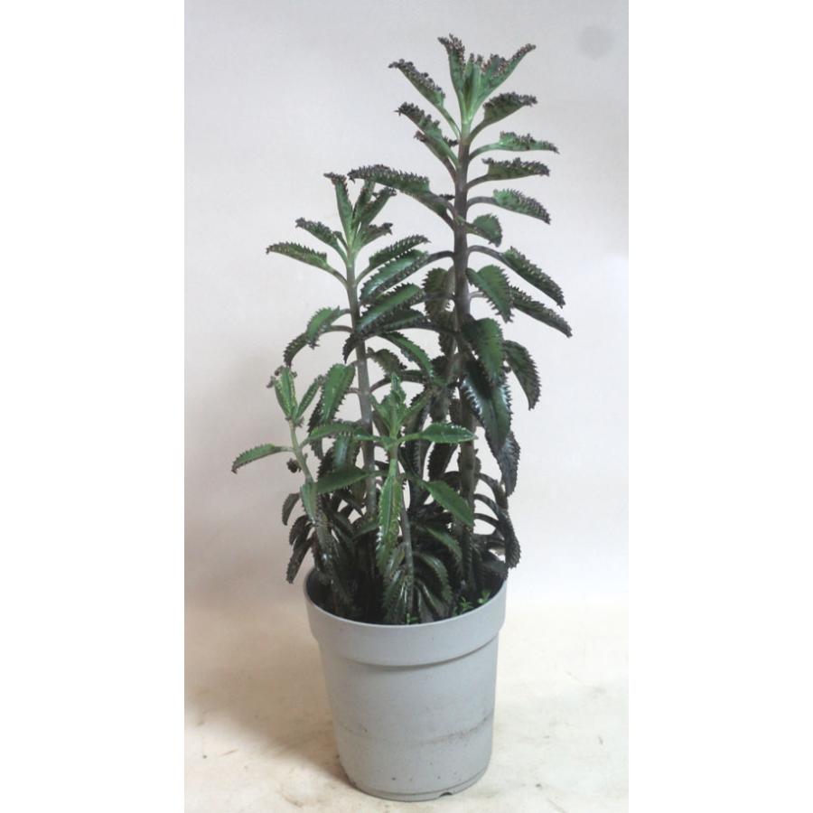 子宝草 子宝ベンケイソウ フシチョウ 不死鳥 セイロンベンケイソウ