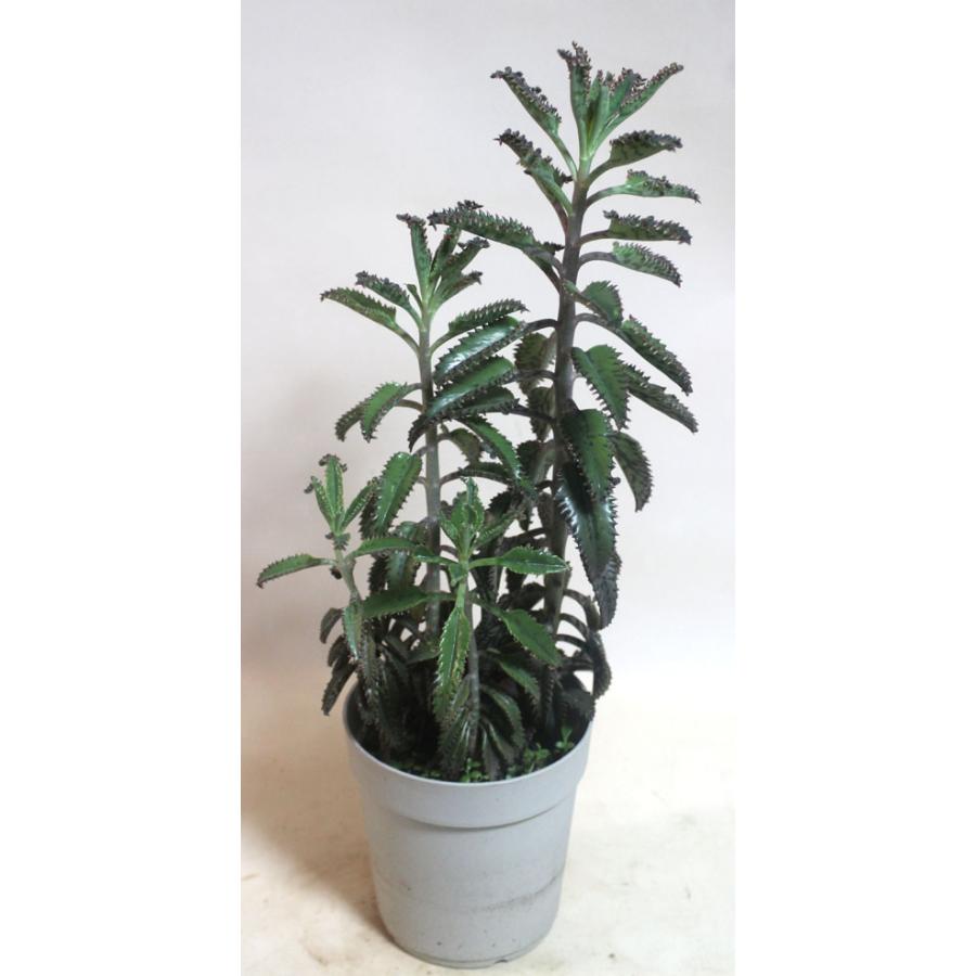 子宝草 子宝ベンケイソウ フシチョウ 不死鳥 セイロンベンケイソウ