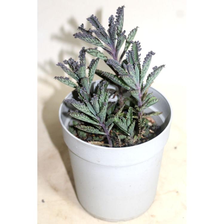 子宝草 子宝ベンケイソウ フシチョウ 不死鳥 セイロンベンケイソウ