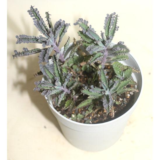 子宝草 子宝ベンケイソウ フシチョウ 不死鳥 セイロンベンケイソウ