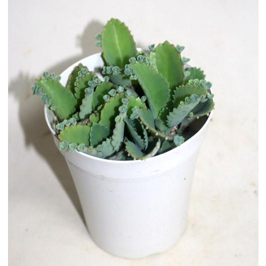 子宝ベンケイソウ 子宝弁慶草 セイロンベンケイソウ サボテン 多肉植物 観葉植物 花苗　鉢花　　あすつく【地域限定付送料無料】 |  | 03