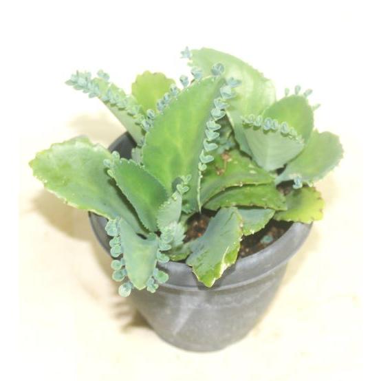 子宝ベンケイソウ 子宝弁慶草 セイロンベンケイソウ サボテン 多肉植物 観葉植物 花苗　鉢花　　あすつく【地域限定付送料無料】 |  | 02