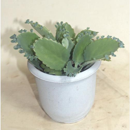 子宝ベンケイソウ 子宝弁慶草 セイロンベンケイソウ サボテン 多肉植物 観葉植物 花苗　鉢花　　あすつく【地域限定付送料無料】 |  | 01