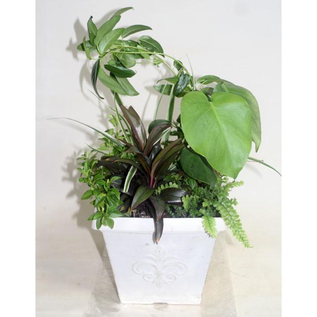 観葉植物の寄せ植え　鉢花　新築祝い　開店祝い　移転祝い　誕生日　お中元　【地域限定送料無料】 | 