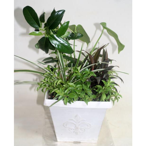 観葉植物の寄せ植え　鉢花　新築祝い　開店祝い　移転祝い　誕生日　お中元　【地域限定送料無料】 |  | 01