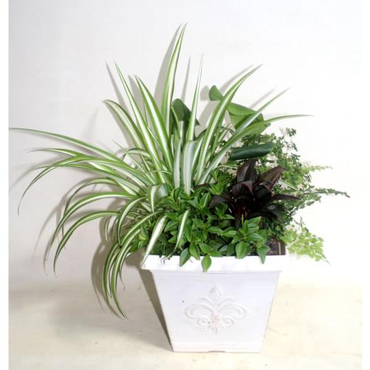 観葉植物の寄せ植え　鉢花　新築祝い　開店祝い　移転祝い　誕生日　お中元　【地域限定送料無料】 |  | 02