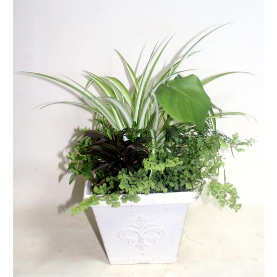 観葉植物の寄せ植え　鉢花　新築祝い　開店祝い　移転祝い　誕生日　お中元　【地域限定送料無料】 |  | 03