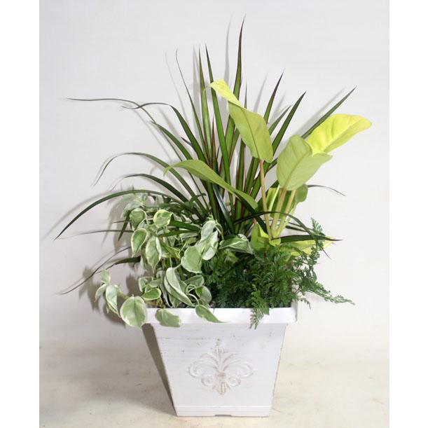 観葉植物の寄せ植え　鉢花　新築祝い　開店祝い　移転祝い　誕生日　お中元　【地域限定送料無料】 |  | 04