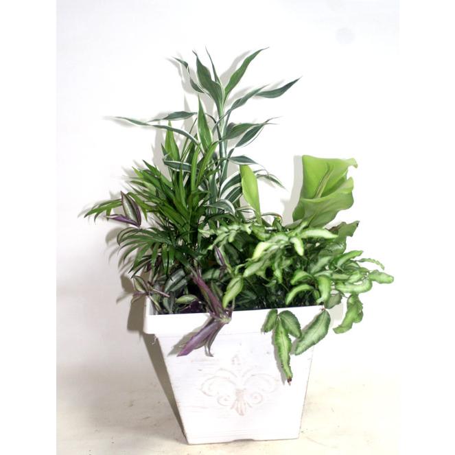 観葉植物の寄せ植え　鉢花　新築祝い　開店祝い　移転祝い　誕生日　お中元　【地域限定送料無料】 |  | 05