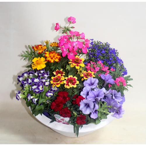 季節の寄せ植えスタンダードＷ   鉢花 寄せ植え フラワーギフト 誕生日 お祝い 開店祝い 発表会ベランダ 玄関【限定付送料無料】 | 