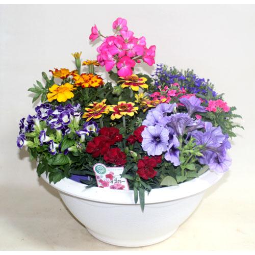 季節の寄せ植えスタンダードＷ   鉢花 寄せ植え フラワーギフト 誕生日 お祝い 開店祝い 発表会ベランダ 玄関【限定付送料無料】 |  | 01