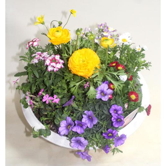 季節の寄せ植えスタンダードＷ   鉢花 寄せ植え フラワーギフト 誕生日 お祝い 開店祝い 発表会ベランダ 玄関【限定付送料無料】 |  | 02
