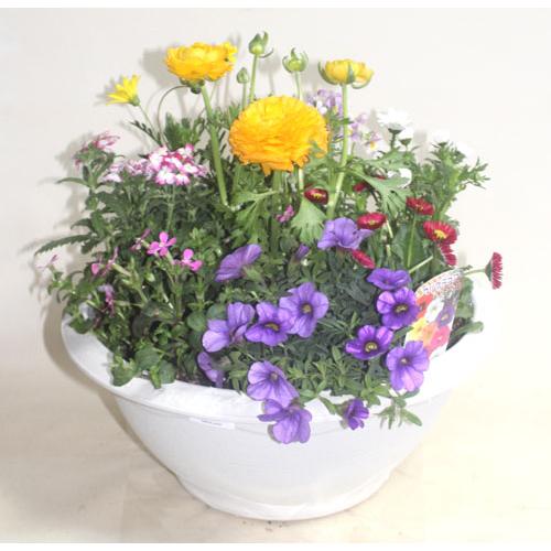 季節の寄せ植えスタンダードＷ   鉢花 寄せ植え フラワーギフト 誕生日 お祝い 開店祝い 発表会ベランダ 玄関【限定付送料無料】 |  | 03