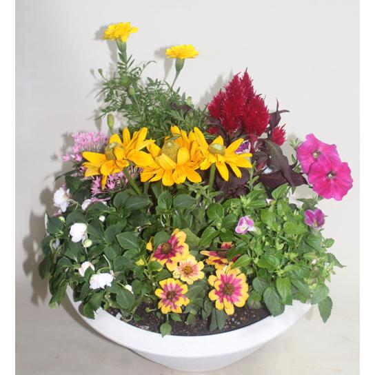 季節の寄せ植えスタンダードＷ   鉢花 寄せ植え フラワーギフト 誕生日 お祝い 開店祝い 発表会ベランダ 玄関【限定付送料無料】 |  | 04