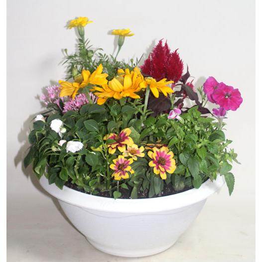 季節の寄せ植えスタンダードＷ   鉢花 寄せ植え フラワーギフト 誕生日 お祝い 開店祝い 発表会ベランダ 玄関【限定付送料無料】 |  | 05