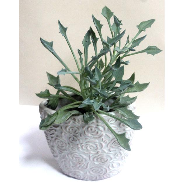マサイ仁矢飛　おしゃれな陶器に　多肉植物　寄せ植え　鉢花　観葉植物【あす楽】父の日　開店祝い　誕生日【限定付送料無料】 |  | 01