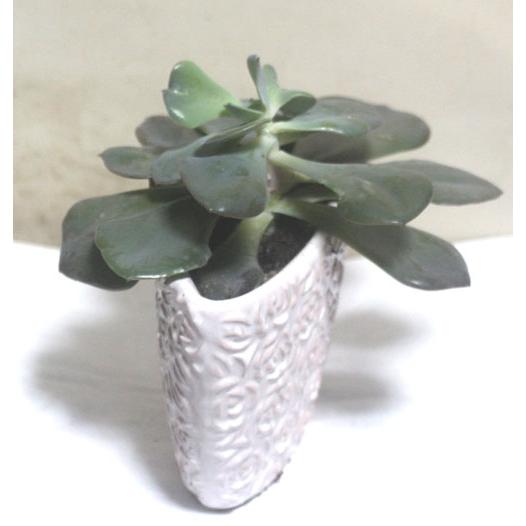 ダスティローズ　おしゃれな陶器に　多肉植物　寄せ植え　鉢花　観葉植物【あす楽】父の日　開店祝い　誕生日【限定付送料無料】 |  | 03