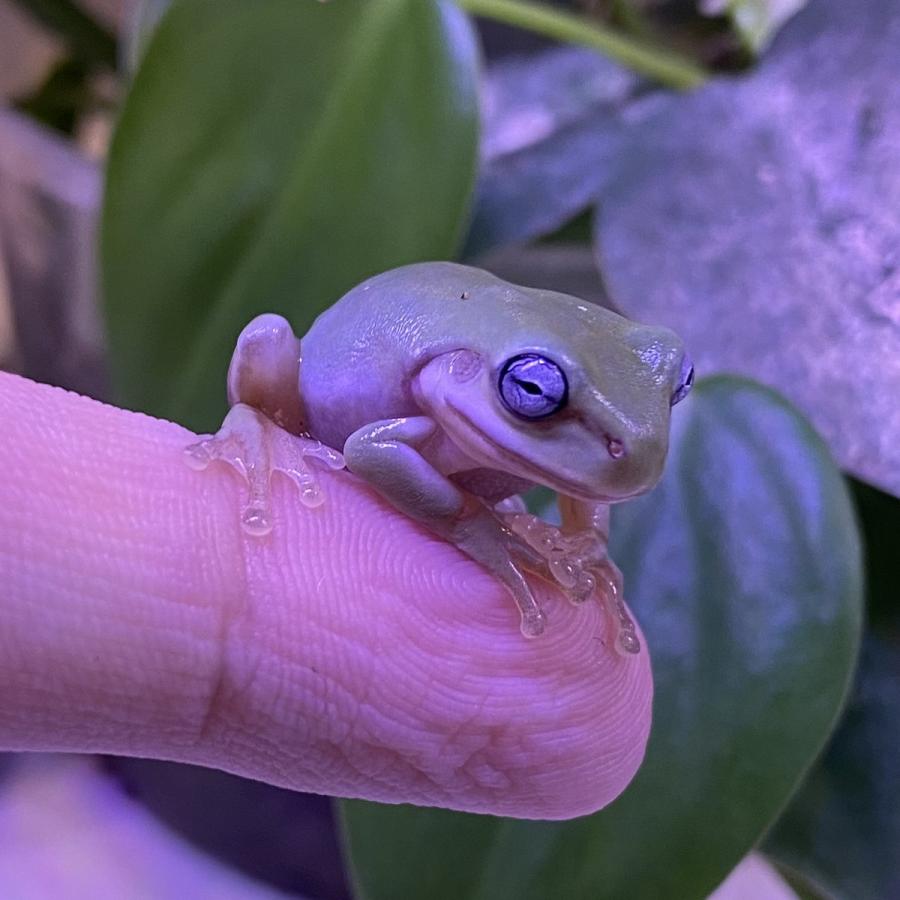 生体）イエアメガエル（ブルーアイ） : エス・ティー・ワールド