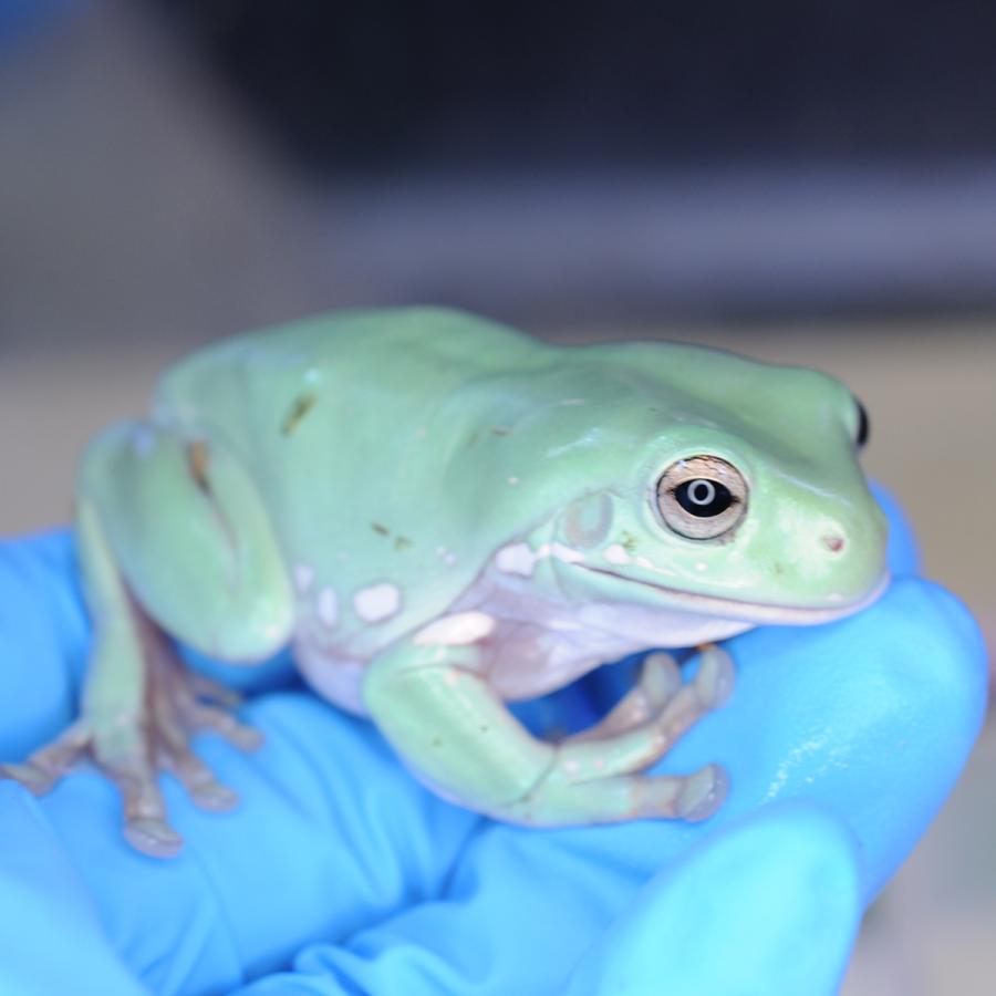 生体）イエアメガエル（ノーマル）国内CB 中 : エス・ティー・ワールド