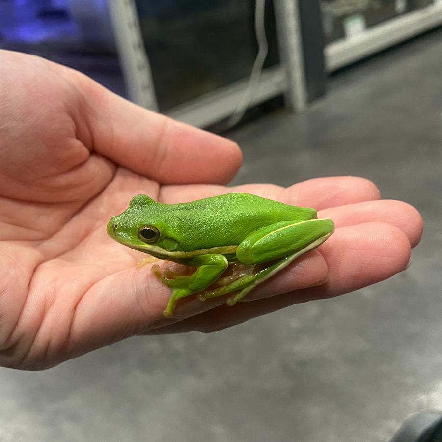 アマガエル様、確認用 生体）アメリカアマガエル 通常価格4,000円 : エス・ティー・ワールド