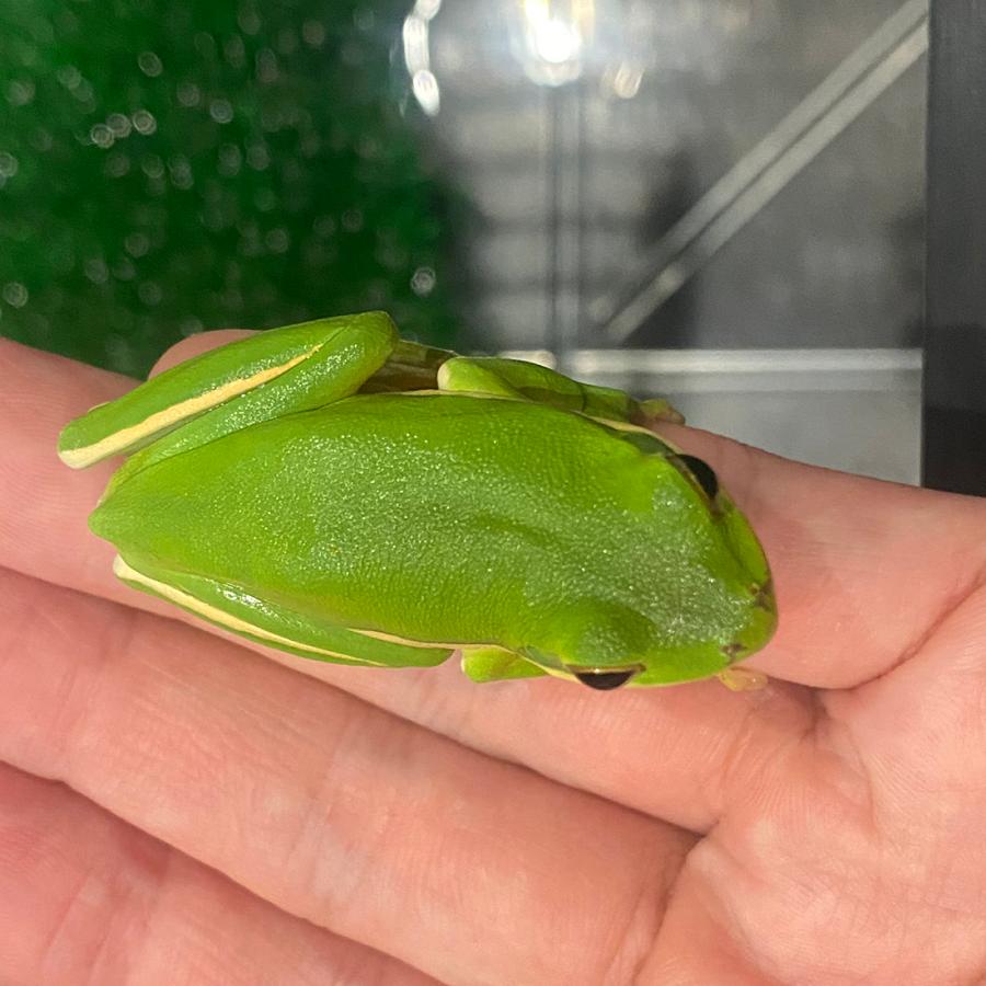 生体）アメリカアマガエル 通常価格4,000円 : エス・ティー・ワールド