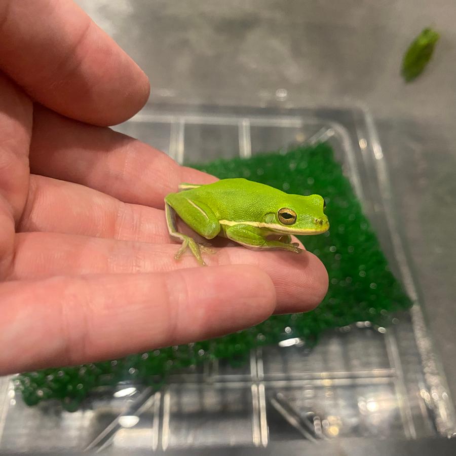生体）アメリカアマガエル 通常価格4,000円 : エス・ティー・ワールド