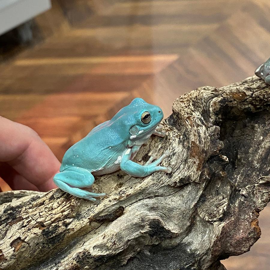 イエアメガエル（スノーフレイク✖️ブルー） 生体）イエアメガエル（ブルースノーフレーク） : エス・ティー