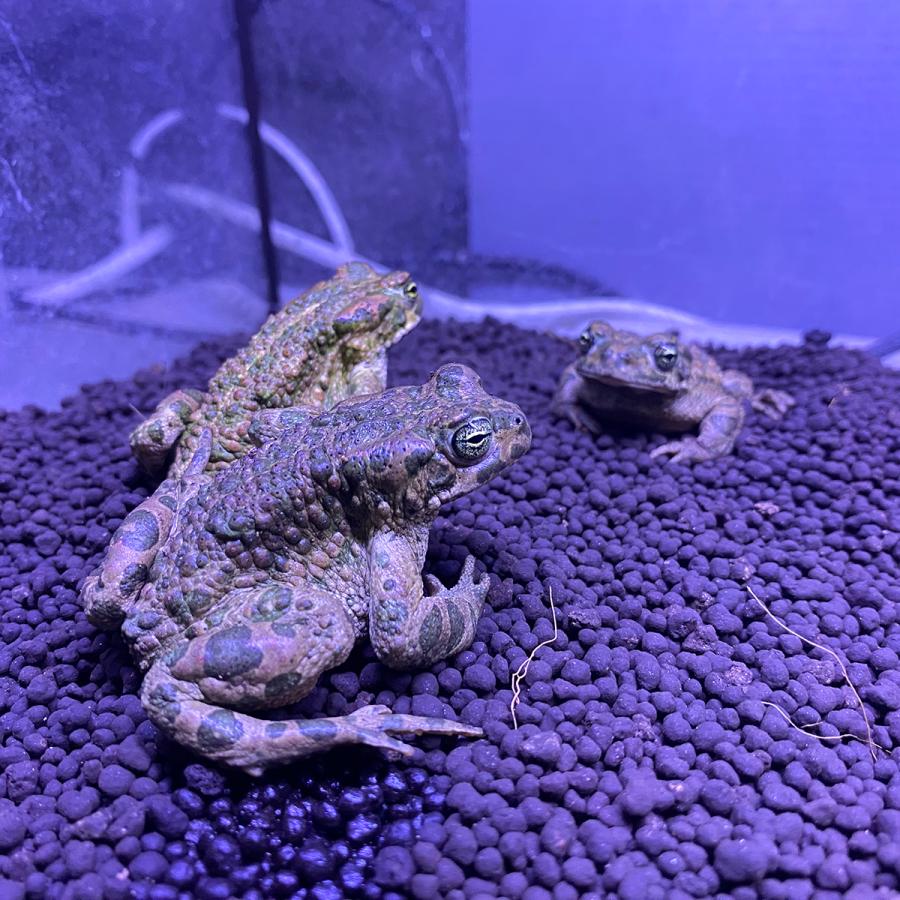 ヒキガエルの生物学 Amazon.co.jp: カエルの解剖学スケルトンモデルヒキガエルの解剖