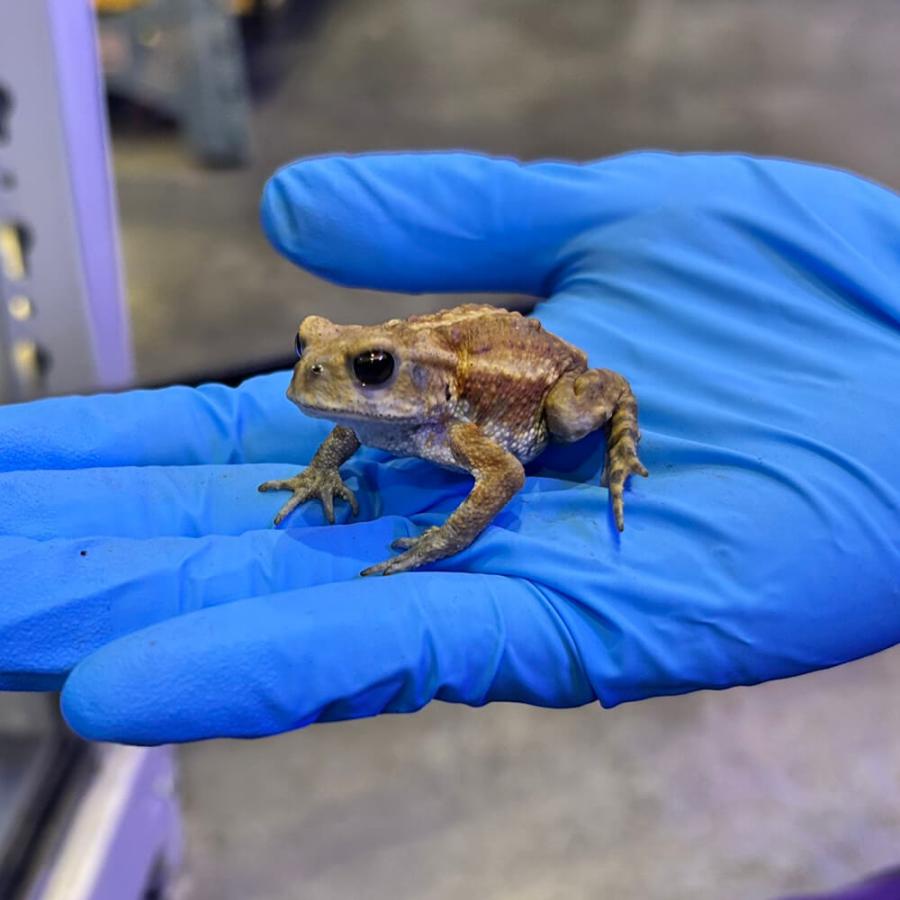 ミヤコヒキガエル　１０匹 生体）ミヤコヒキガエルYG : エス・ティー・ワールドいきもの店 - 通販