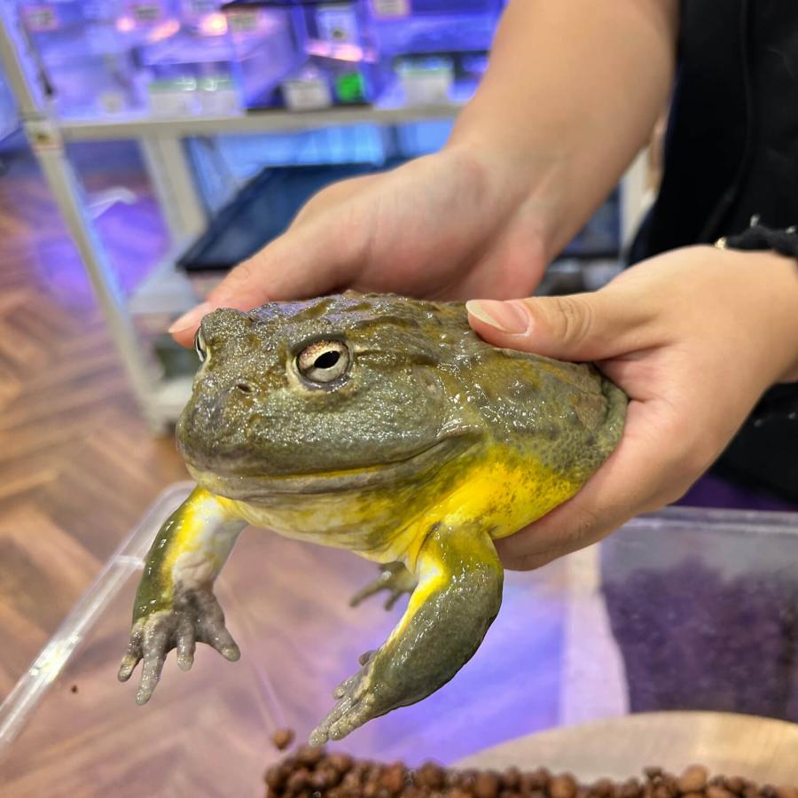 アフリカウシガエル　11センチ 生体）アフリカウシガエルXL : エス・ティー・ワールドいきもの店