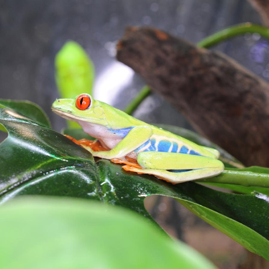 （生体）アカメアマガエル（Yahoo!・エス・ティー・ワールドいきもの店）